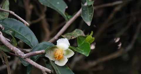 Green tea tree Flower fresh leaves in eco herbal farm. Tree tea plantations in m Stock Footage 156546187