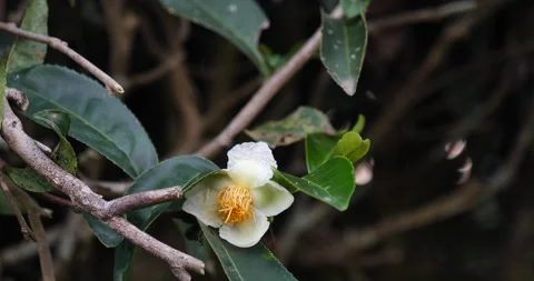 Green tea tree Flower fresh leaves in eco herbal farm. Tree tea plantations in m Stock Footage 156546310