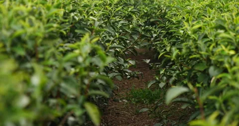 Green tea tree fresh leaves in eco herbal farm. Tree tea plantations in morning  Stock Footage 156544283