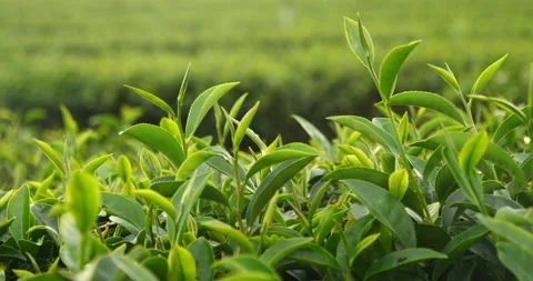 Green tea tree fresh leaves in eco herbal farm. Tree tea plantations in morning  Stock Footage 156544363