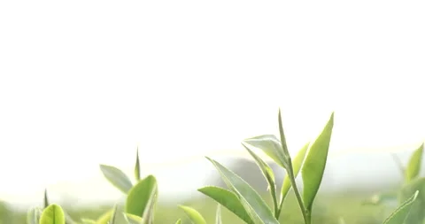 Green tea tree fresh leaves in eco herbal farm. Tree tea plantations in morning  Stock Footage 156544659