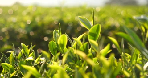 Green tea tree fresh leaves in eco herbal farm. Tree tea plantations in morning  Stock-Footage 156545255