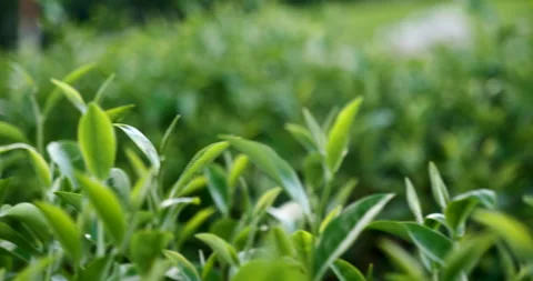 Green tea tree fresh leaves in eco herbal farm. Video stock 263785321