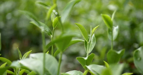Green tea tree fresh leaves in eco herbal farm. Видео 263788049