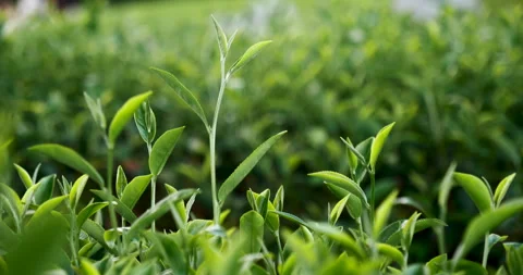 Green tea tree fresh leaves in eco herbal farm. Stock Footage 263788286