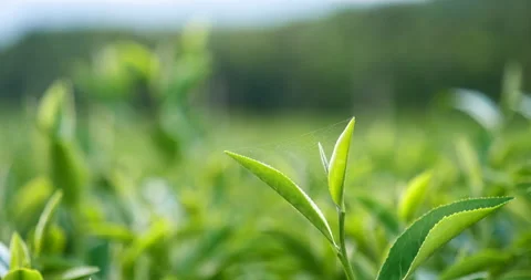 Green tea tree fresh leaves in eco herbal farm. Stock Footage 263790464
