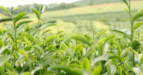 Green tea tree fresh leaves in eco herbal farm. Stock Footage 263790508