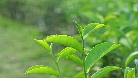 Green tea tree fresh leaves in eco herbal farm. Stock Footage 304943086