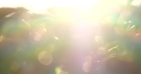 Green tea tree leaves camellia sinensis in organic farm sunlight. Fresh young te Видео 232293527