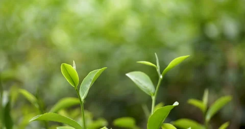 Green tea tree leaves camellia sinensis in organic farm sunlight Stock Footage 265849679