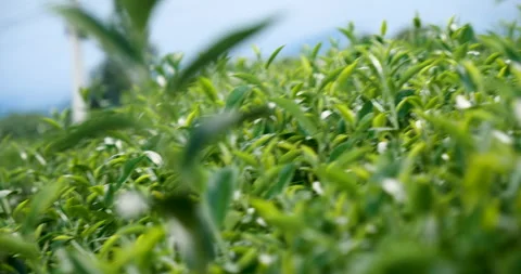 Green tea tree leaves camellia sinensis in organic farm sunlight 動画素材 265851345