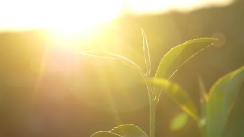 Green tea tree leaves field Fresh young tender bud herbal in farm on summer morn Stock Footage 229595507