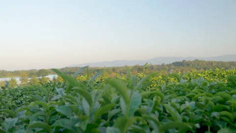Green tea tree leaves field Fresh young tender bud herbal in farm on summer morn Stock-Footage 229598203