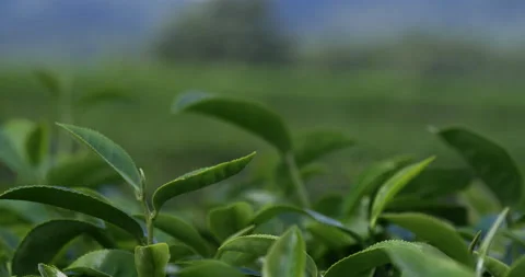 Green tea tree leaves field plant in camellia sinensis organic farm. Close up Tr Vídeo Stock 231741474