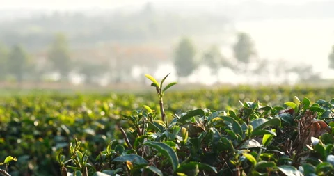 Green tea tree leaves field plant in camellia sinensis organic farm. Close up Tr Vídeos de archivo 231743496
