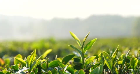 Green tea tree leaves field plant in camellia sinensis organic farm. Close up Tr Stock Footage 231744023