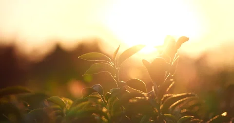 Green tea tree leaves field Fresh young tender bud herbal in farm on summer morn Vídeos de archivo 231744713