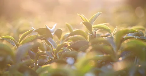 Green tea tree leaves field Fresh young tender bud herbal in farm on summer morn Vidéo 231745636