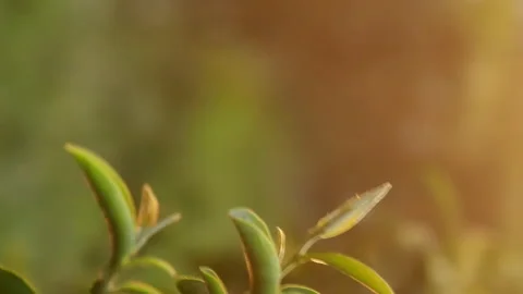 Green tea tree leaves field Fresh young tender bud herbal in farm on summer morn Видео 233575977