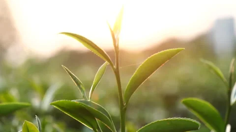 Green tea tree leaves field Fresh young tender bud herbal in farm on summer morn 库存影片 233578907