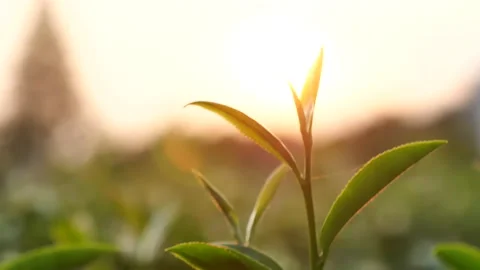 Green tea tree leaves field Fresh young tender bud herbal in farm on summer morn Stock-Footage 233582688