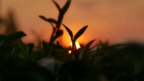 Green tea tree leaves field Fresh young tender bud herbal in farm on summer morn Stock-Footage 233583542