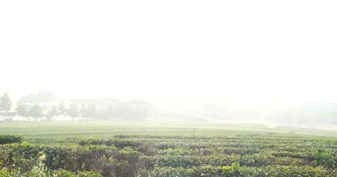 Green tea tree leaves field plant in camellia sinensis organic farm. Close up Tr Stock Footage 247453386