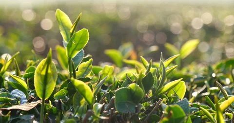 Green tea tree leaves field plant in camellia sinensis organic farm Vídeos de archivo 247453447