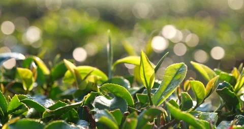 Green tea tree leaves field plant in camellia sinensis organic farm Vidéo 247453512