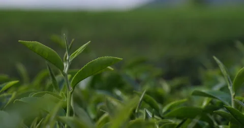 Green tea tree leaves field plant in camellia sinensis organic farm Vidéo 247453723