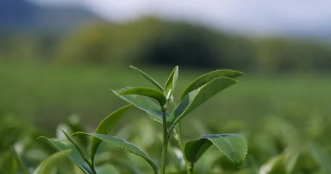Green tea tree leaves field plant in camellia sinensis organic farm Vídeos de archivo 247454752
