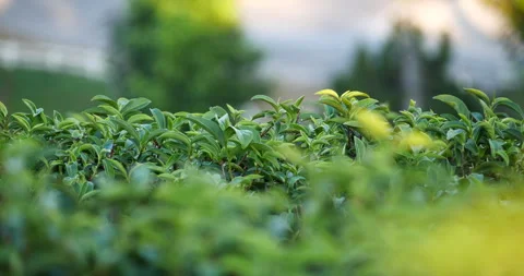 Green tea tree leaves field plant in camellia sinensis organic farm Vídeos de archivo 247454824