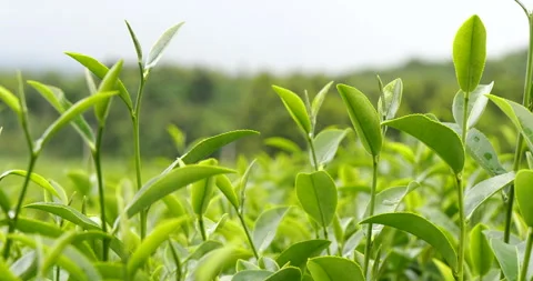 Green tea tree leaves field young tender bud herbal Green tea tree Stock Footage 261479641