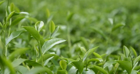 Green tea tree leaves field young tender bud herbal Green tea tree 库存影片 261479935