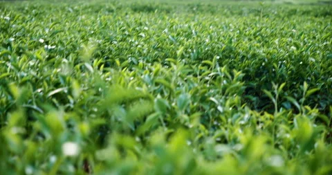 Green tea tree leaves field young tender bud herbal Green tea tree Видео 261480100