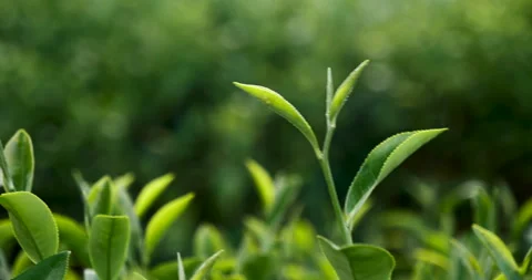 Green tea tree leaves field young tender bud herbal Green tea tree 库存影片 261480692