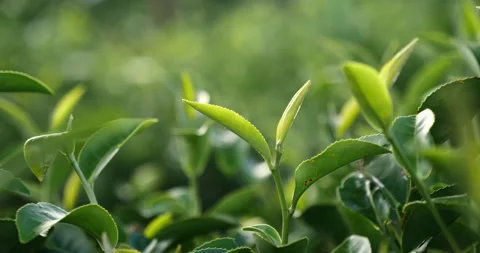 Green tea tree leaves field young tender bud herbal Green tea tree Video stock 263016853