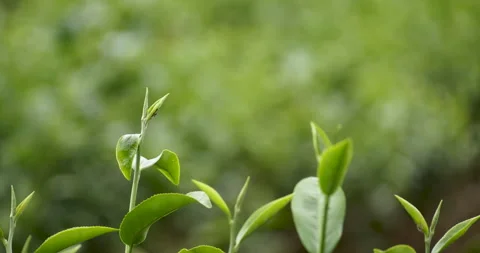 Green tea tree leaves field young tender bud herbal Green tea tree Vídeos de archivo 263017276