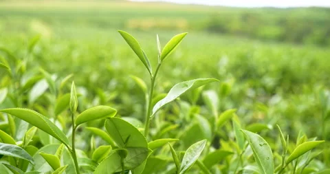 Green tea tree leaves field young tender bud herbal Green tea tree Vídeos de archivo 263017327
