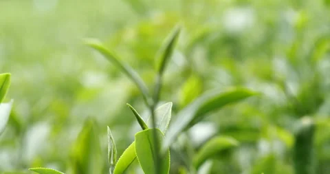 Green tea tree leaves field plant in camellia sinensis organic farm Video stock 263283297