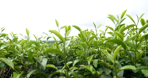 Green tea tree leaves field plant in camellia sinensis organic farm 库存影片 263283329