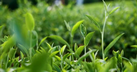 Green tea tree leaves field plant in camellia sinensis organic farm Видео 263283418