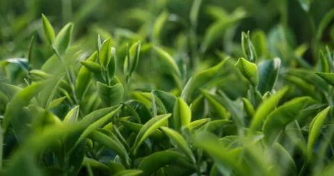 Green tea tree leaves field plant in camellia sinensis organic farm Video stock 263283432