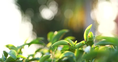 Green tea tree leaves field plant in camellia sinensis organic farm Stock Footage 267786333