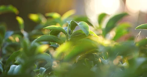 Green tea tree leaves field Fresh young tender bud herbal in farm Video stock 267786670