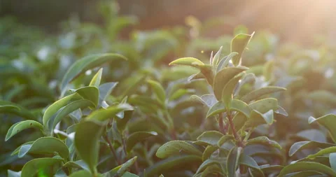 Green tea tree leaves field Fresh young tender bud herbal in farm Stock Footage 267786769
