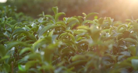 Green tea tree leaves field Fresh young tender bud herbal in farm 库存影片 267788803