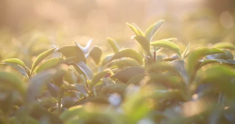 Green tea tree leaves field Fresh young tender bud herbal in farm Video stock 267788832