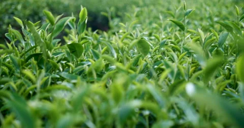 Green tea tree leaves field young tender bud herbal Green tea tree 動画素材 268966809