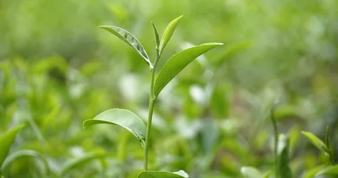 Green tea tree leaves field young tender bud herbal Green tea tree Stock Footage 268970787